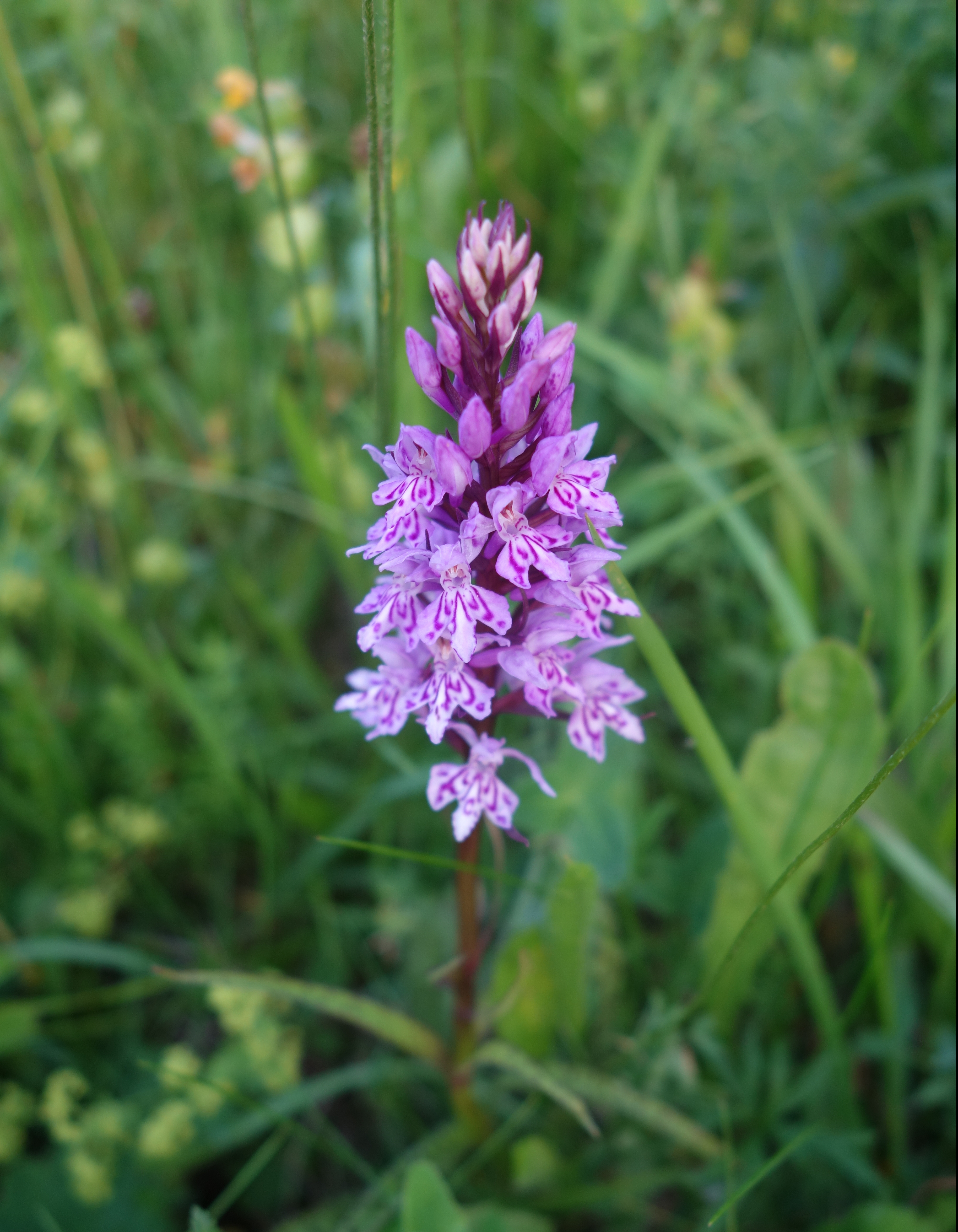 Dactylorhiza_fuchsii