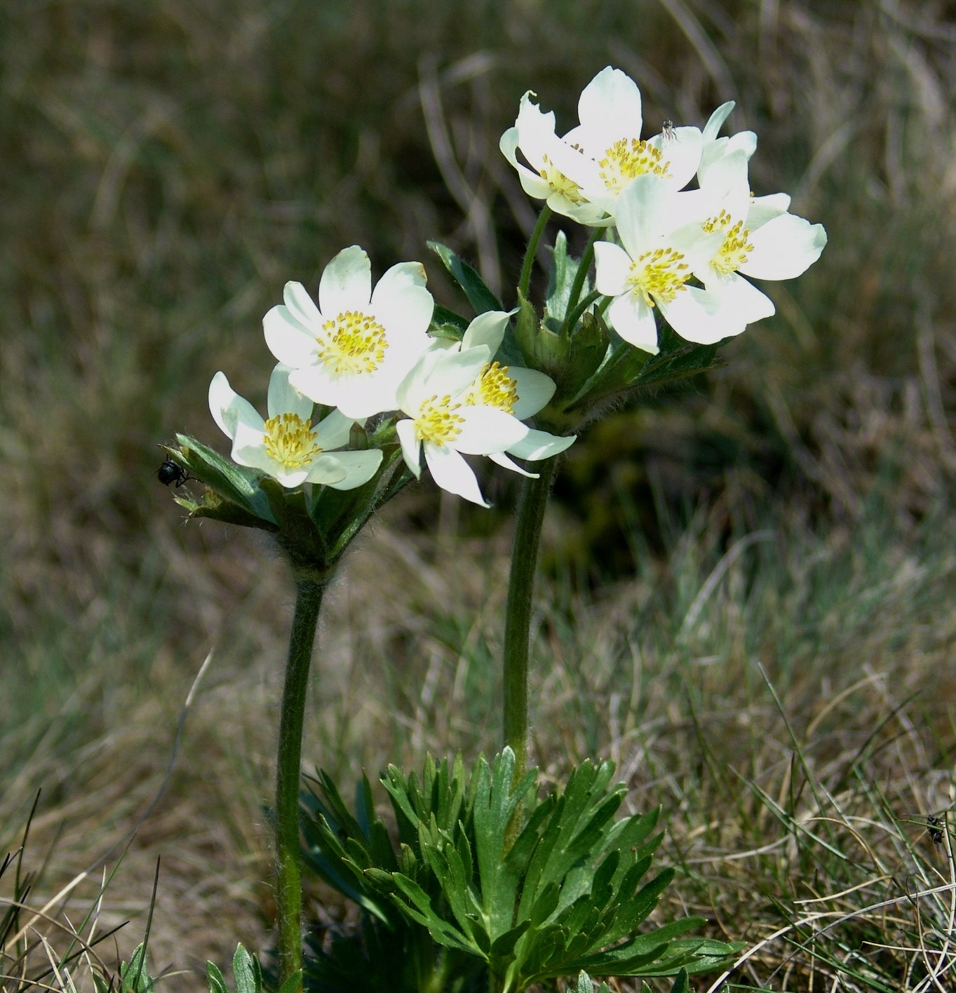 Anemone narcissiflora