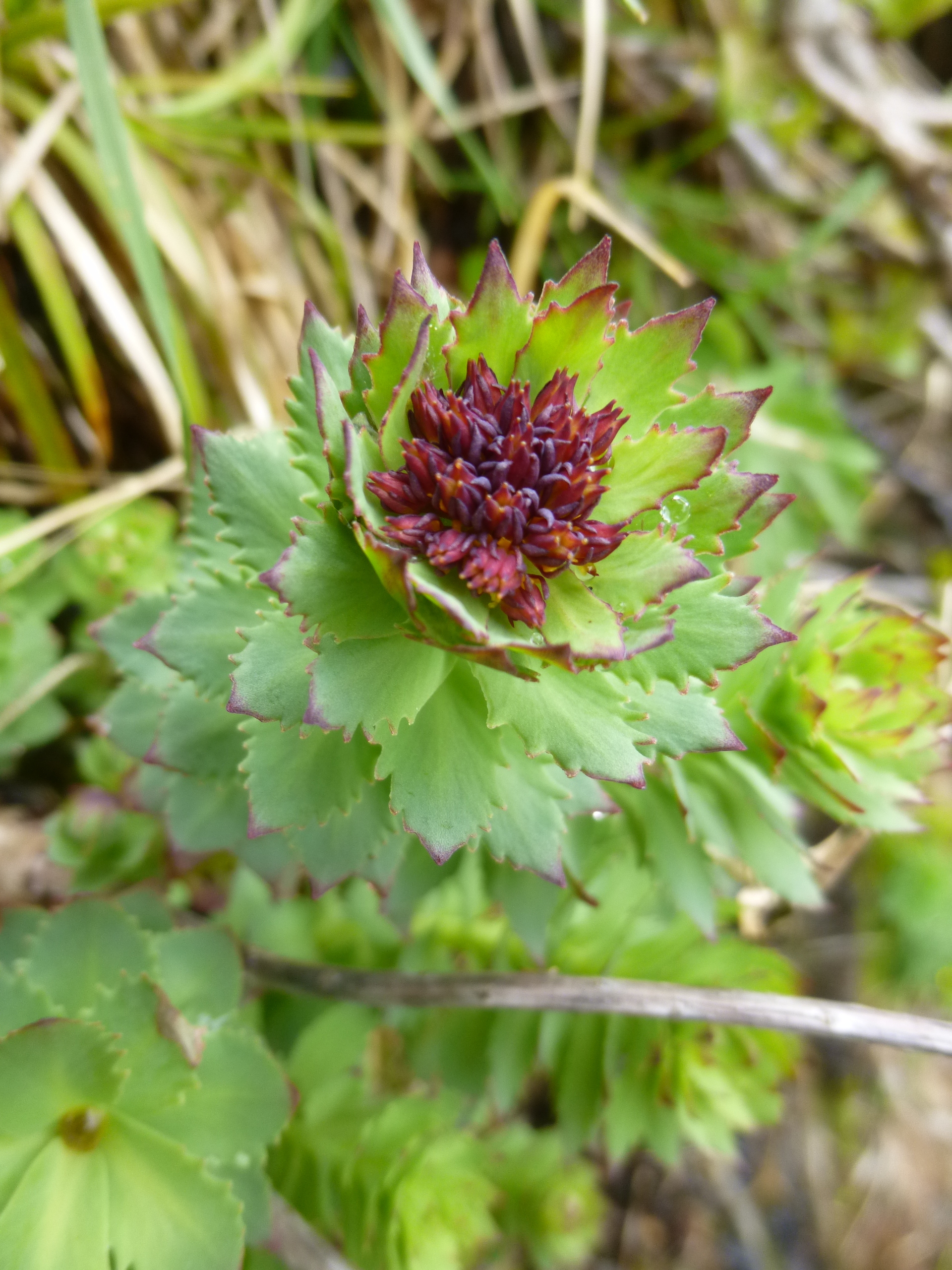 Rhodiola rosea